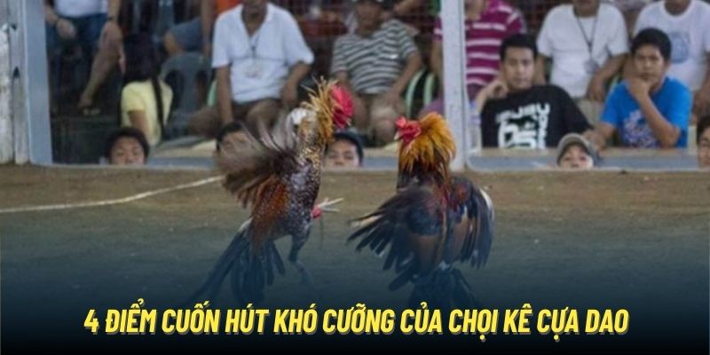 Đá Gà Cựa Dao - Bộ Môn Chọi Kê Siêu Kịch Tính Và Mãn Nhãn 4 điểm cuốn hút khó cưỡng của chọi kê cựa dao