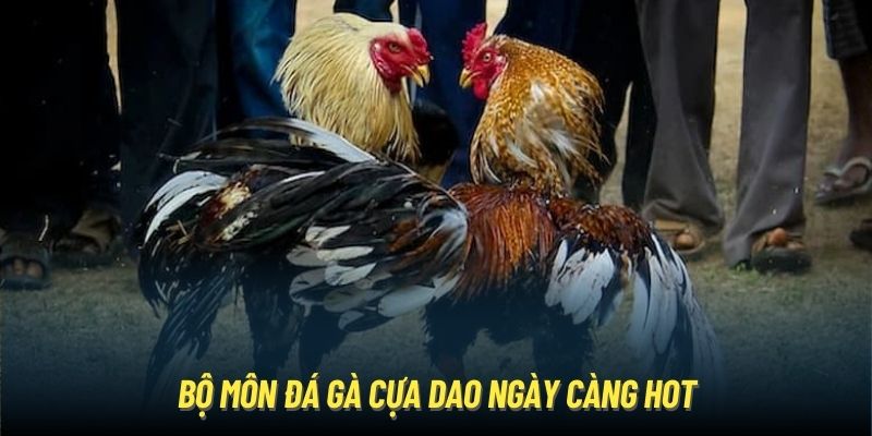 Đá Gà Cựa Dao - Bộ Môn Chọi Kê Siêu Kịch Tính Và Mãn Nhãn Bộ môn đá gà cựa dao ngày càng hot