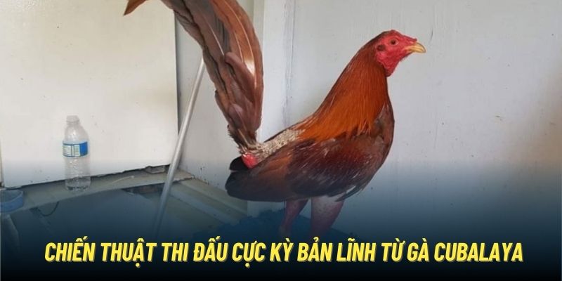 Gà Cuban | Kê Chọi “Săn Đầu” Bất Bại Từ Vùng Đất Philippines Chiến thuật thi đấu cực kỳ bản lĩnh từ gà Cubalaya
