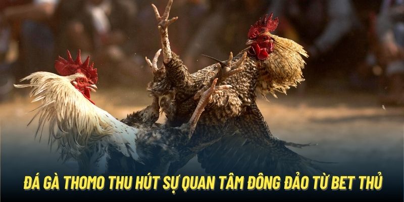 Đá Gà Thomo - Thiên Đường Chọi Kê Kịch Tính Hàng Đầu Châu Á Đá gà Thomo thu hút sự quan tâm đông đảo từ bet thủ
