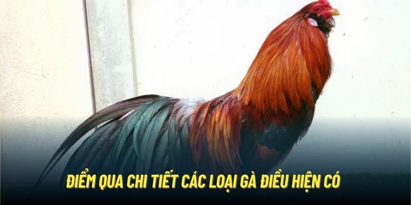 Gà Điều | Chiến Kê Mang Sở Hữu Vẻ Đẹp Dũng Mãnh, Oai Phong Điểm qua chi tiết các loại gà điều hiện có