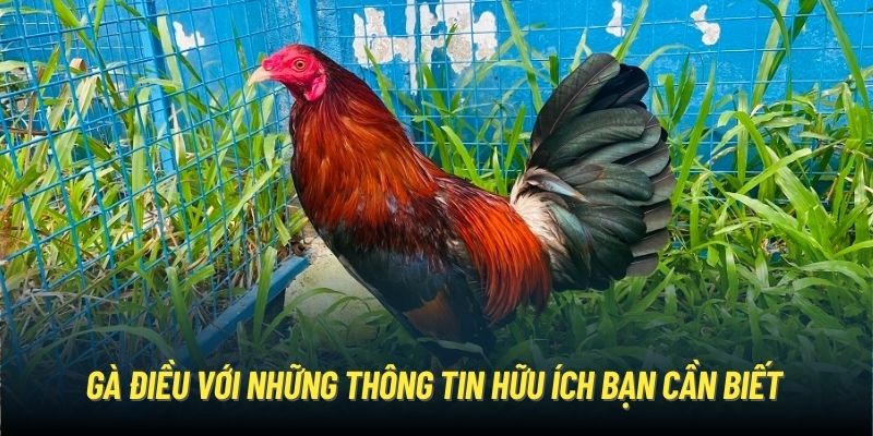 Gà Điều | Chiến Kê Mang Sở Hữu Vẻ Đẹp Dũng Mãnh, Oai Phong Gà điều với những thông tin hữu ích bạn cần biết