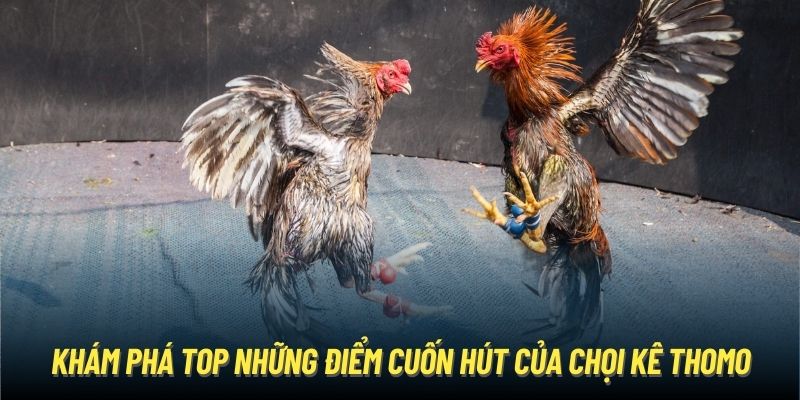 Đá Gà Thomo - Thiên Đường Chọi Kê Kịch Tính Hàng Đầu Châu Á Khám phá top những điểm cuốn hút của chọi kê Thomo