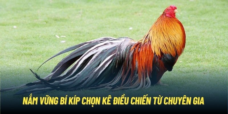 Gà Điều | Chiến Kê Mang Sở Hữu Vẻ Đẹp Dũng Mãnh, Oai Phong Nắm vững bí kíp chọn kê điều chiến từ chuyên gia