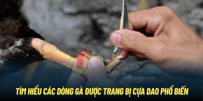 Đá Gà Cựa Dao - Bộ Môn Chọi Kê Siêu Kịch Tính Và Mãn Nhãn Tìm hiểu các dòng gà được trang bị cựa dao phổ biến
