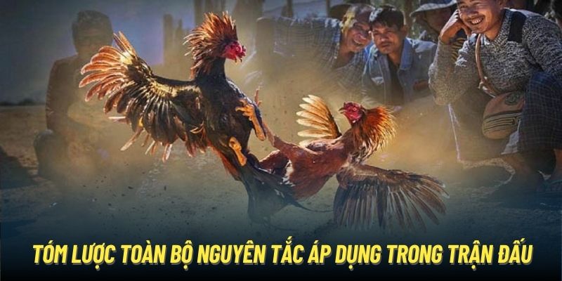Đá Gà Thomo - Thiên Đường Chọi Kê Kịch Tính Hàng Đầu Châu Á Tóm lược toàn bộ nguyên tắc áp dụng trong trận đấu