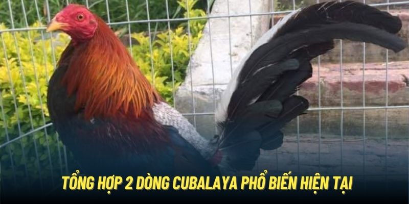 Gà Cuban | Kê Chọi “Săn Đầu” Bất Bại Từ Vùng Đất Philippines Tổng hợp 2 dòng Cubalaya phổ biến hiện tại